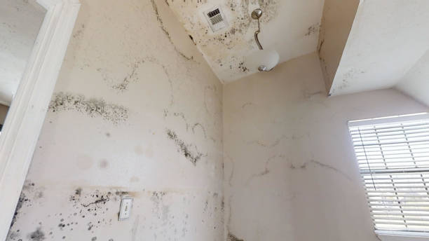 Best Comprehensive Air Testing for Mold Contaminants  in Raleigh Hills, OR