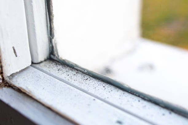 Best Mold Documentation for Insurance Claims  in Raleigh Hills, OR
