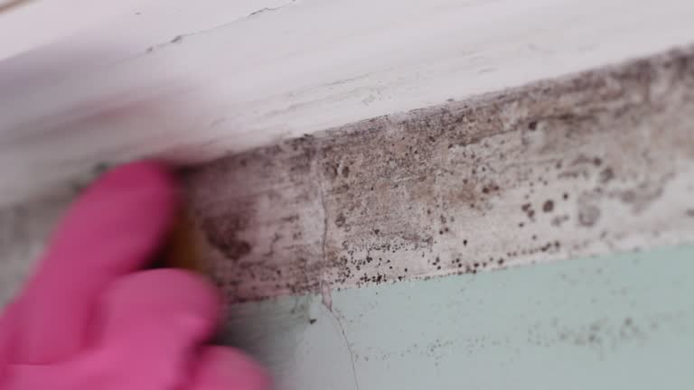 Best Mold Remediation for Healthcare Facilities  in Raleigh Hills, OR